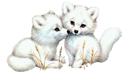 renards